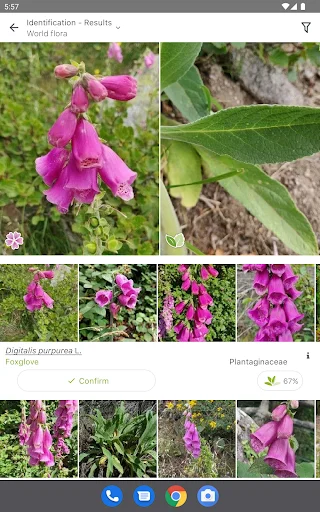 ดาวน์โหลด PlantNet ระบุชนิดพืชแม่นยำ – แอปดีที่คนรักต้นไม้ต้องมี - Screenshot 6